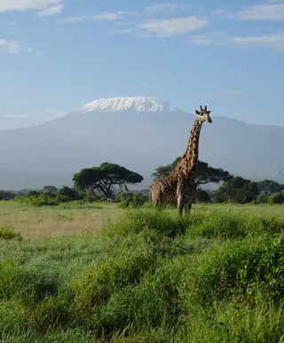 Erstklasse Blick auf den Kilimanjaro vom Amboseli Nationalpark